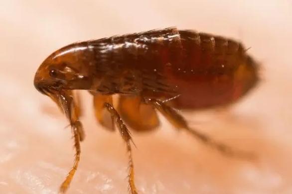 冬季养吉娃娃，这样做相当于给它“折寿”