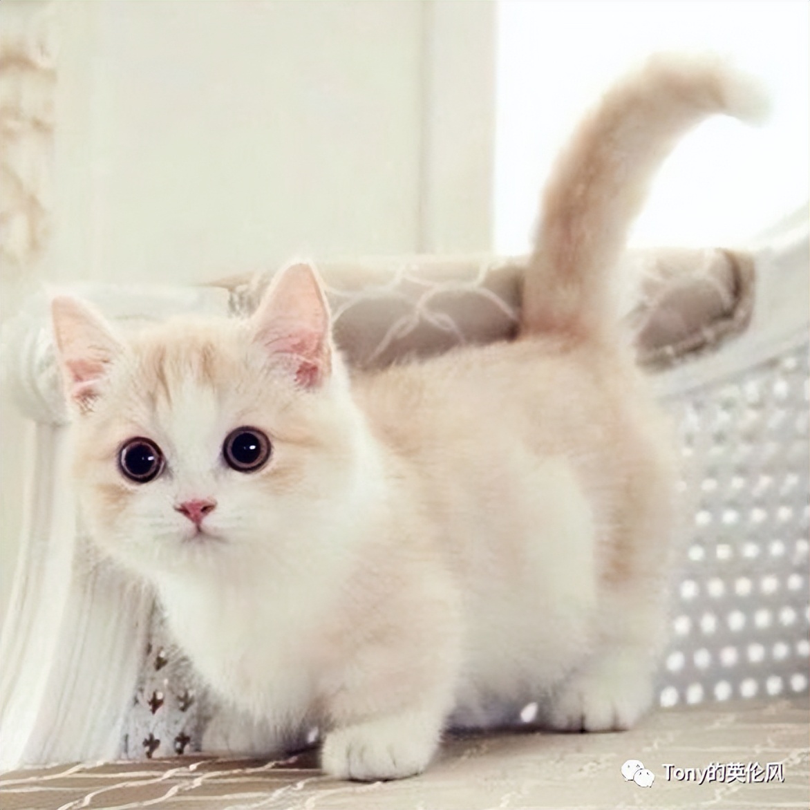 英国养猫宠兔,英国养猫开销