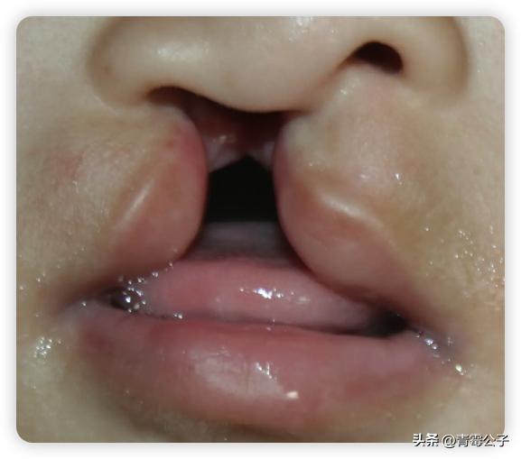 一只蓝色兔子是什么品种,一只蓝兔子