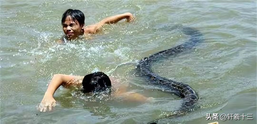 2001年，“报恩”蟒蛇缠住行窃的小偷，主人对蛇喊到阿财你回来了