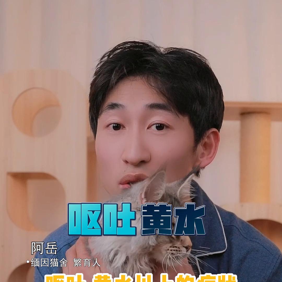 养缅因必备营养品,缅因猫家中常备药