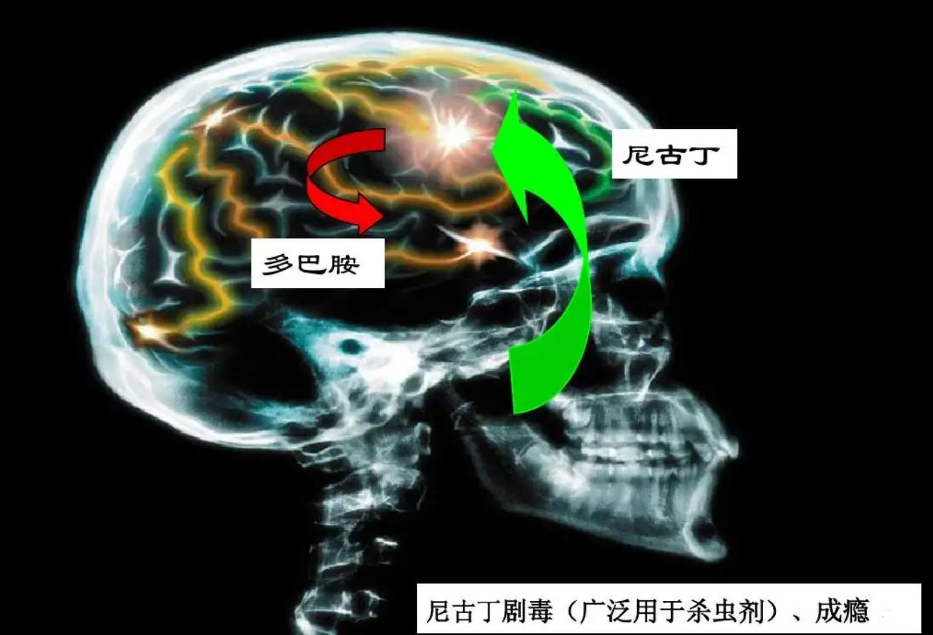 吸烟危害动物实验视频,吸烟对猫狗的危害
