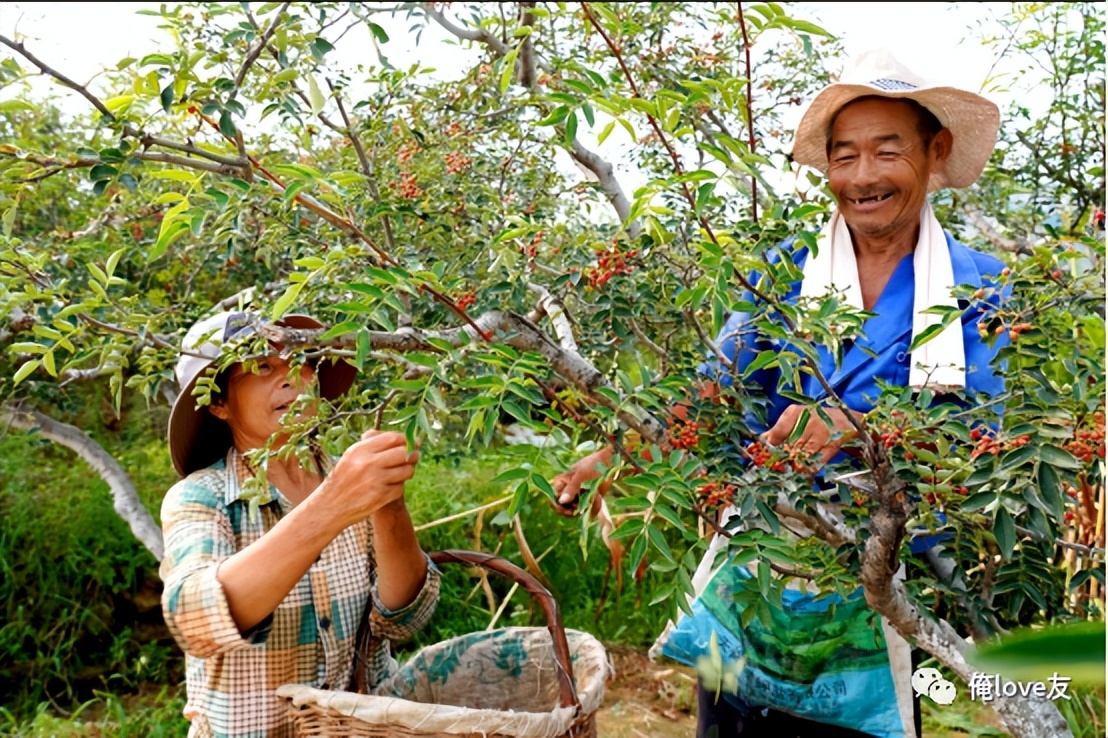 大王镇乡村振兴,莱芜区大王庄镇照嘴村