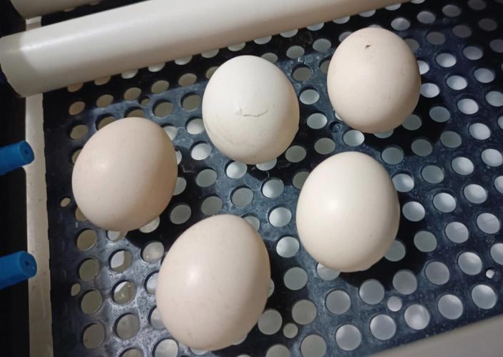 每天吃一个鸡蛋对胆固醇有好处吗,每天吃一个鸡蛋能影响胆固醇高吗