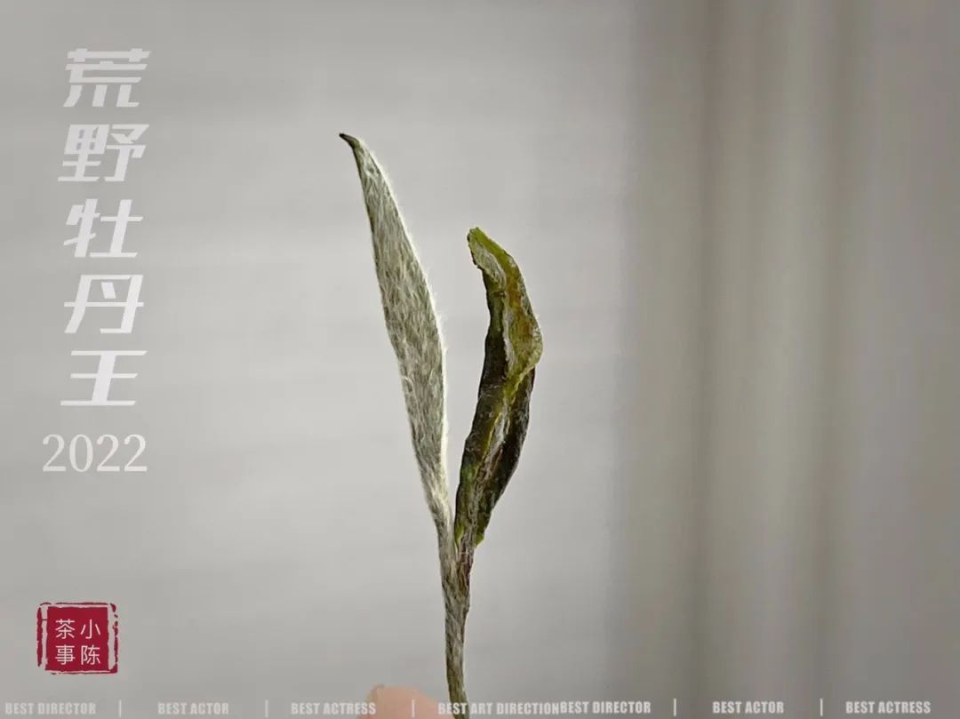 一年中哪个季节的茶叶最好喝,一年里茶叶什么季节最便宜