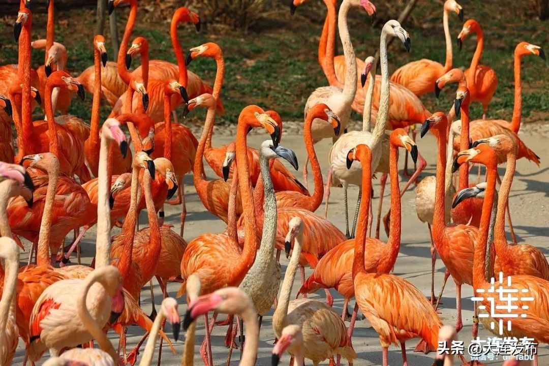 最新旅游景区发展,杭州大明山风景区五一攻略