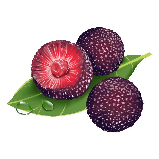 带你们体验摘杨梅的乐趣,酸酸甜甜的杨梅有谁陪我一起采摘