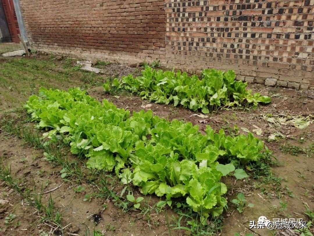 冠县乡韵·贾镇小艾寨村