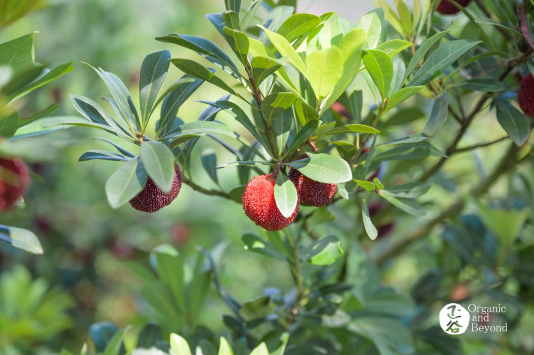 溢果生香正宗仙居杨梅,正宗仙居东魁杨梅自摘