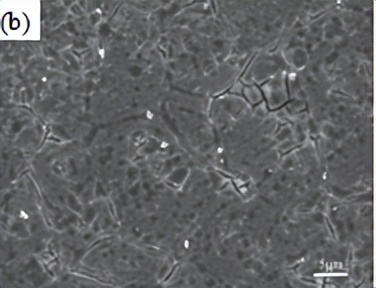 中北大学赵宇宏教授团队:石墨烯纳米片/AZ91D镁基复合材料腐蚀行为研究