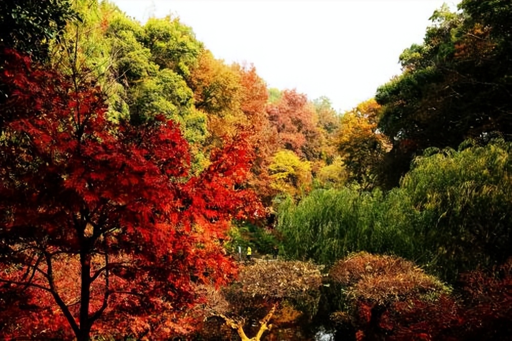长沙周边自驾游冬天适合去的地方,长沙黑麋峰森林公园自驾游攻略