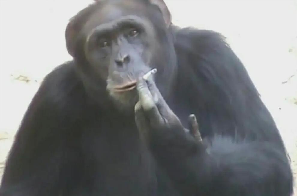 动物园的猩猩感染烟瘾,母猩猩染上烟瘾