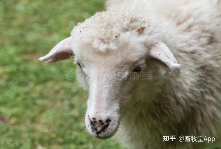 羊白病怎么治疗,羊白肌病怎么治疗最有效