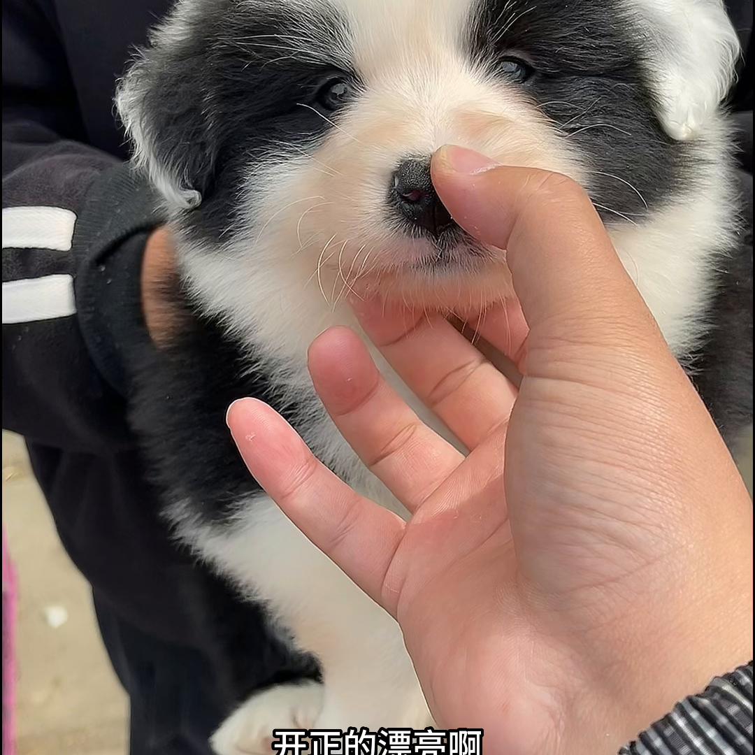 边牧犬耳朵是不是有问题,边牧犬幼犬耳朵有耳螨