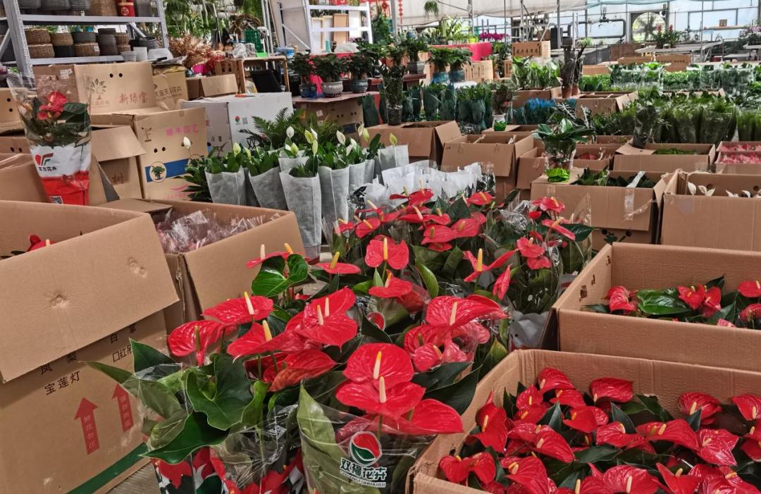 保姆级京圈花市攻略来袭，能解答你关于买花99%的问题