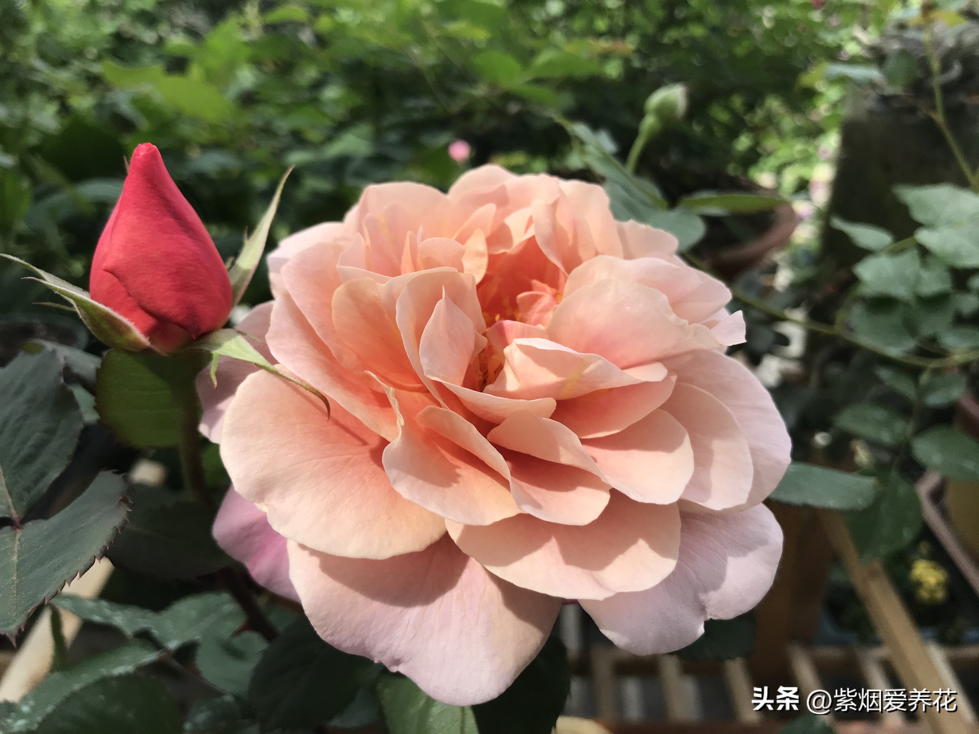 月季花哪个品种最漂亮,月季花怎样修剪更漂亮