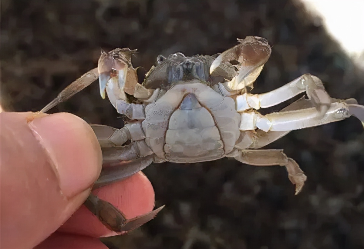 影响河蟹放苗成活率的因素有哪些,养殖河蟹方法视频