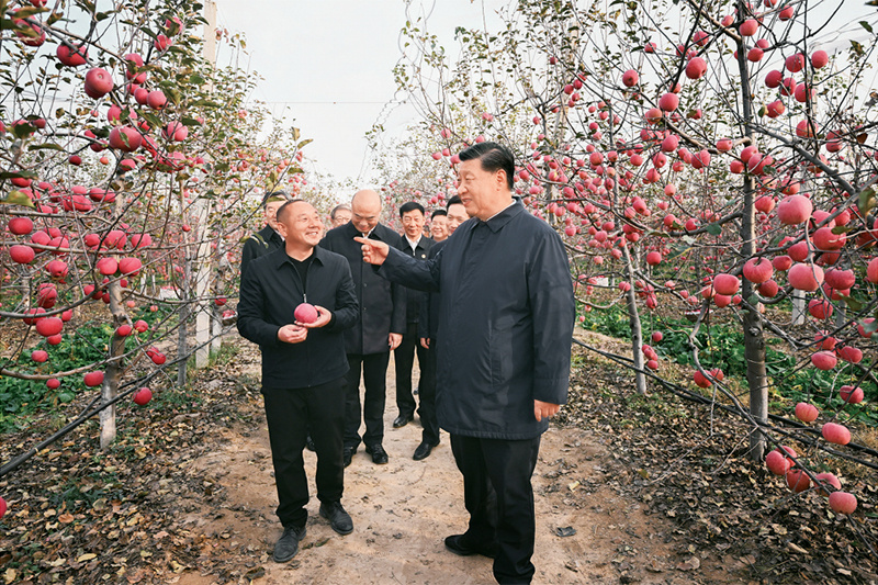 习*平近**:加快建设农业强国推进农业农村现代化