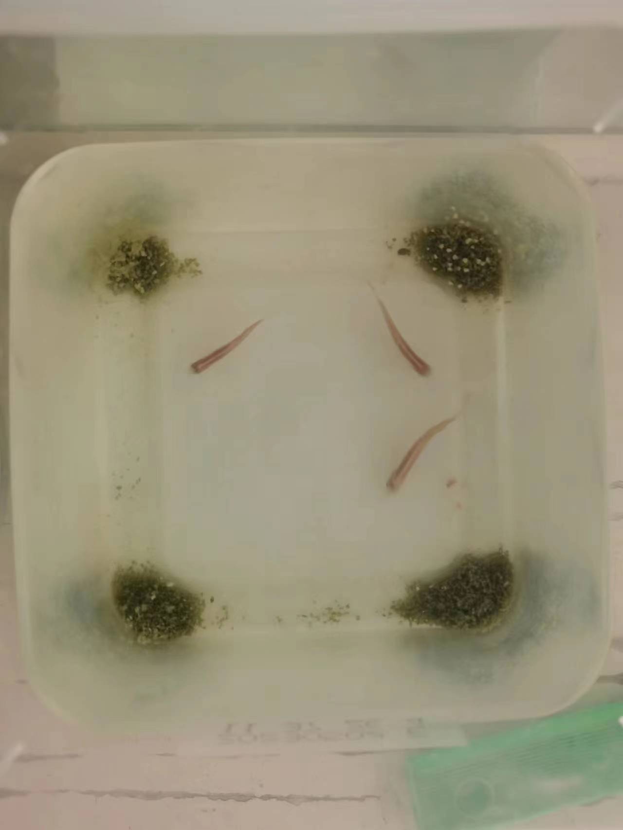 斑马鱼实验室养殖系统预算,斑马鱼实验室建设费用