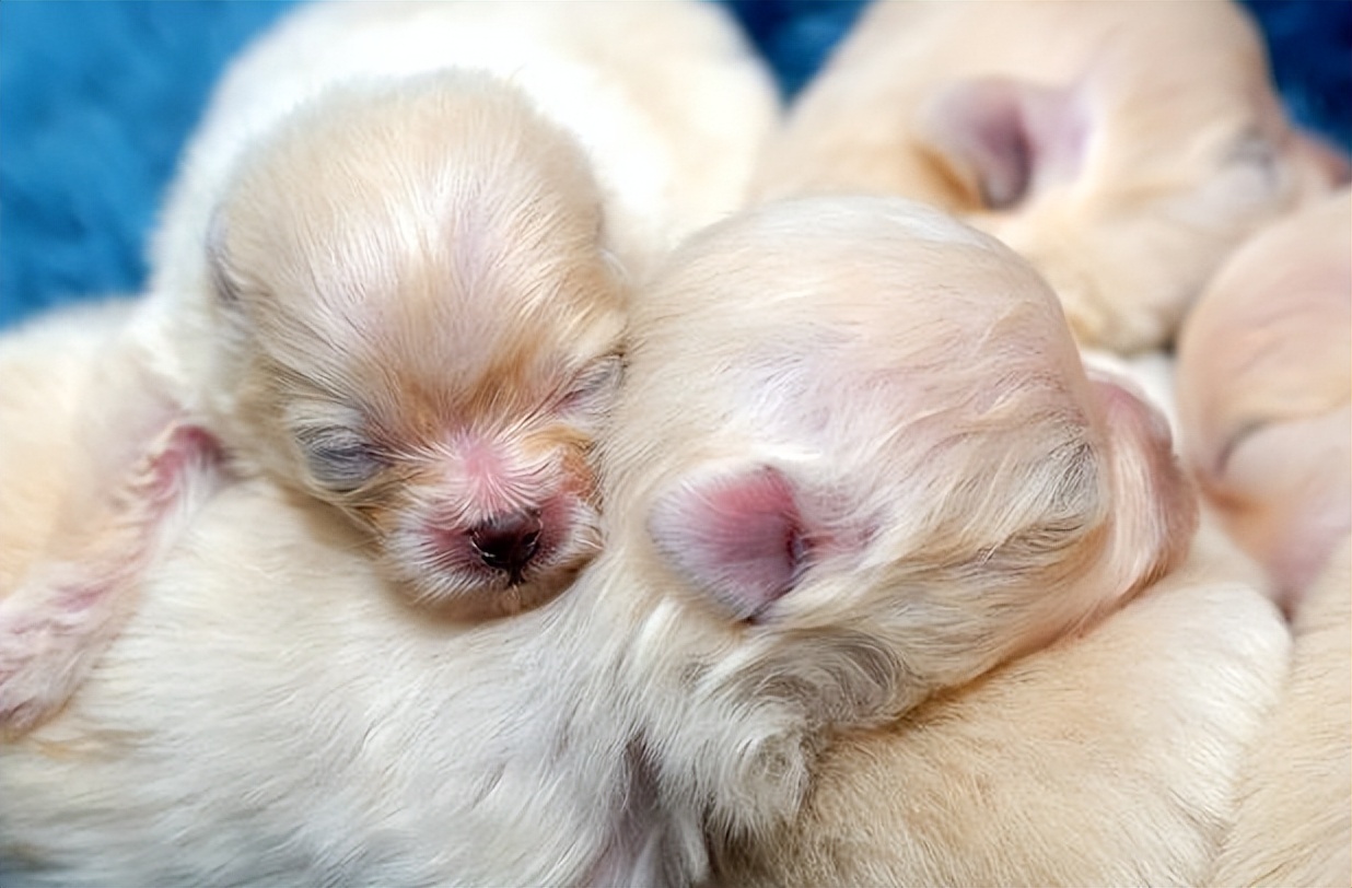 狗狗常见的交配方式，你好奇吗？