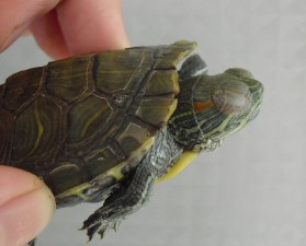 宠物龟得了白眼病怎么治,龟的白眼病该怎么治疗