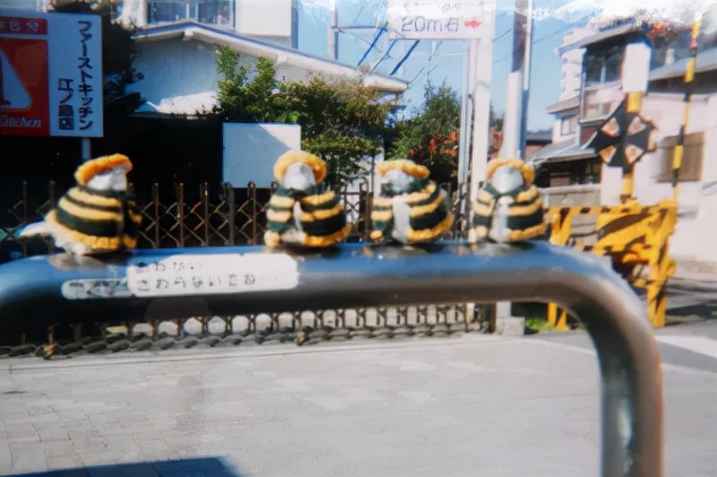 害怕小鸟受凉，有人悄悄为它们织了22年的毛衣