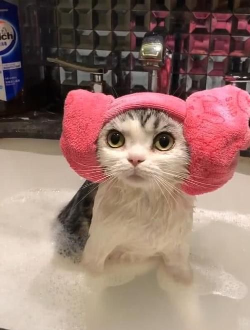 如何正确给猫咪洗澡布偶猫,养猫咪新手入门必知怎么给猫洗澡