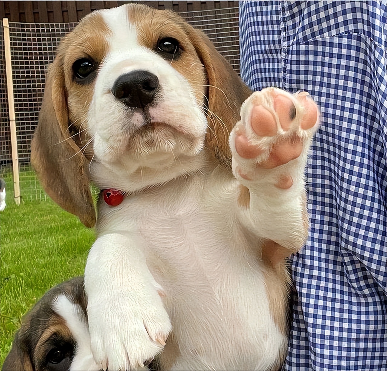 世界上最强的五种狗对人非常忠诚,一招看出来哪种狗性格最温顺