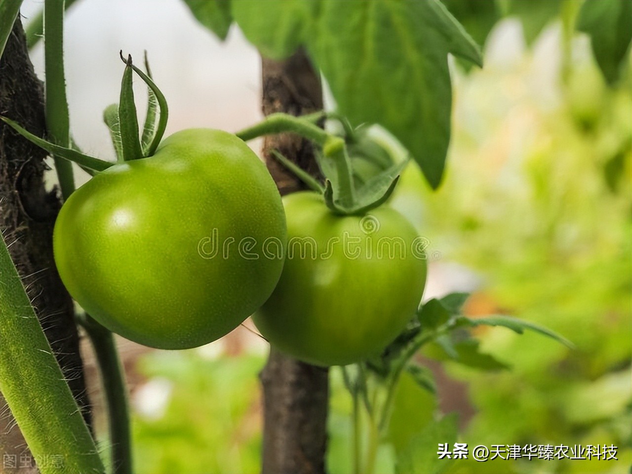 不爱吃西红柿的原因,番茄露天种植遇上高温怎么办