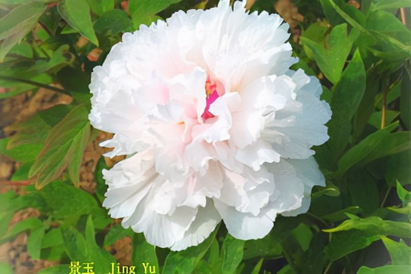 白牡丹花的花语和寓意,关于牡丹的花语和寓意是什么意思