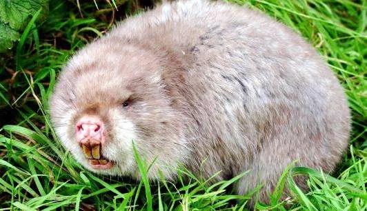 《柳崖外编》奇异怪物四则：鼷鼠、我有油、和合草、冬虫夏草