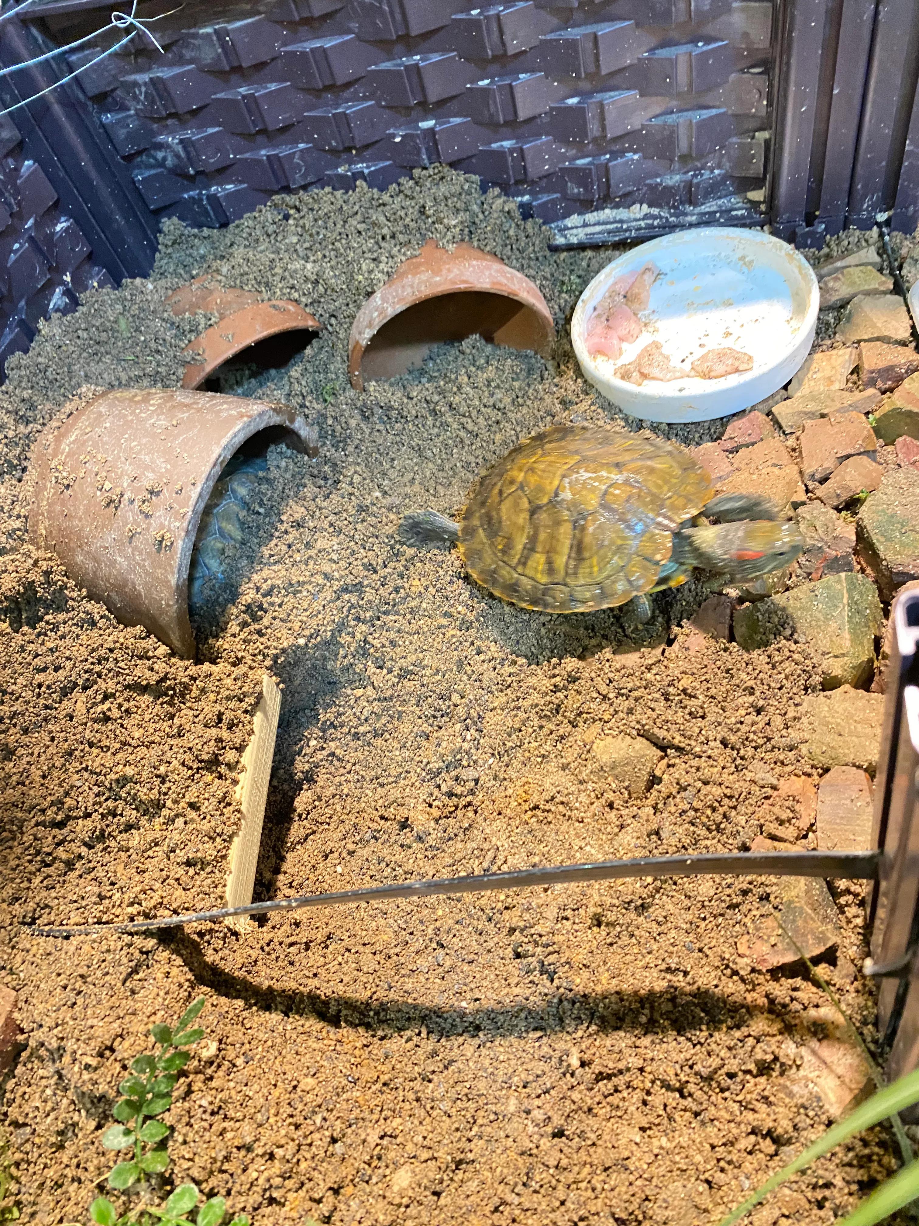 您必须掌握的7条养龟经验,超全面的养龟教程