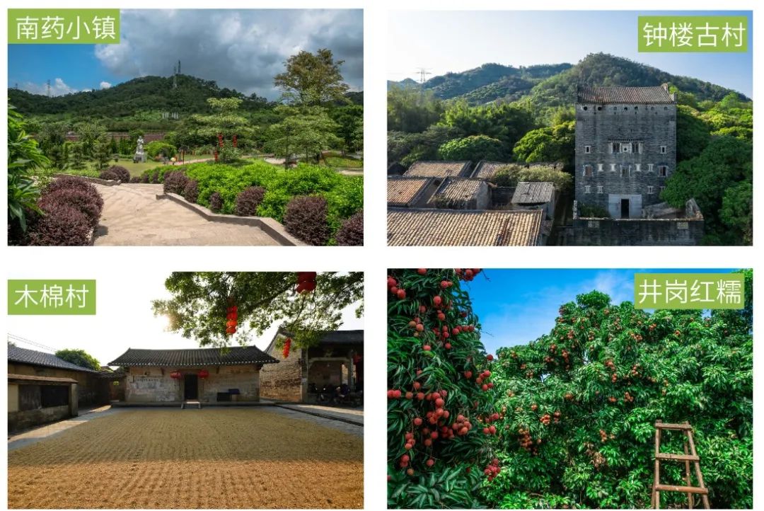 从化摘果攻略,从化摘水果攻略