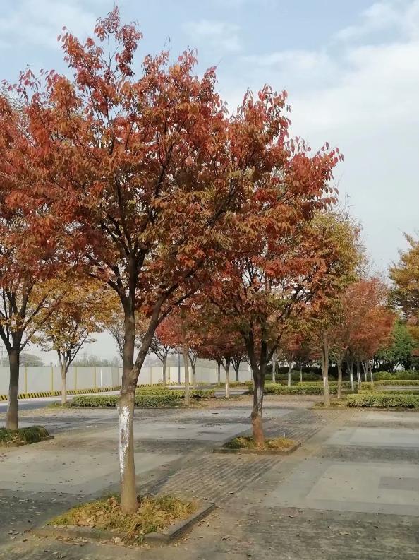 榉树价格下降,榉树价格涨了还是跌了