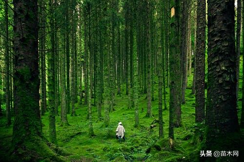 如何博弈经销商,2021年苗木市场行情分析