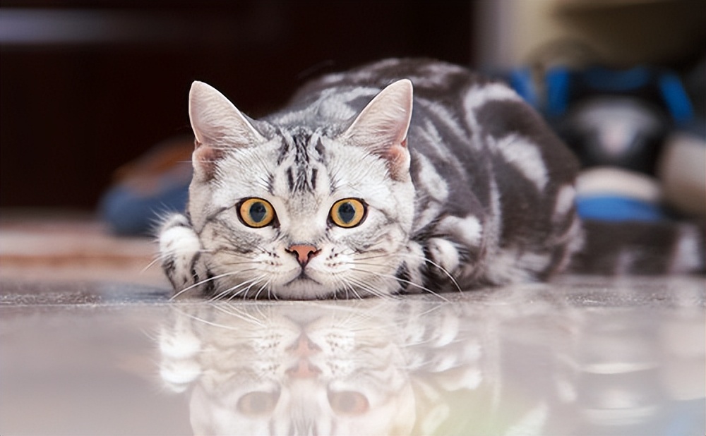 猫会跟着有灵性的人,猫是有灵性的好可爱的猫