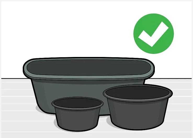 怎么种植莲花盆栽,如何种植莲花芋头