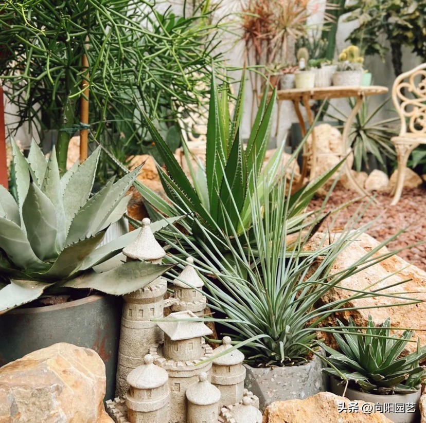 仙人球龙舌兰造景,龙舌兰造景花园