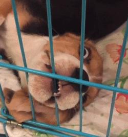 买宠物狗的坑有哪些,买狗差点上当