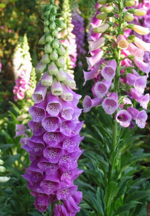 春游观赏的花有哪些,春天赏花什么花好看