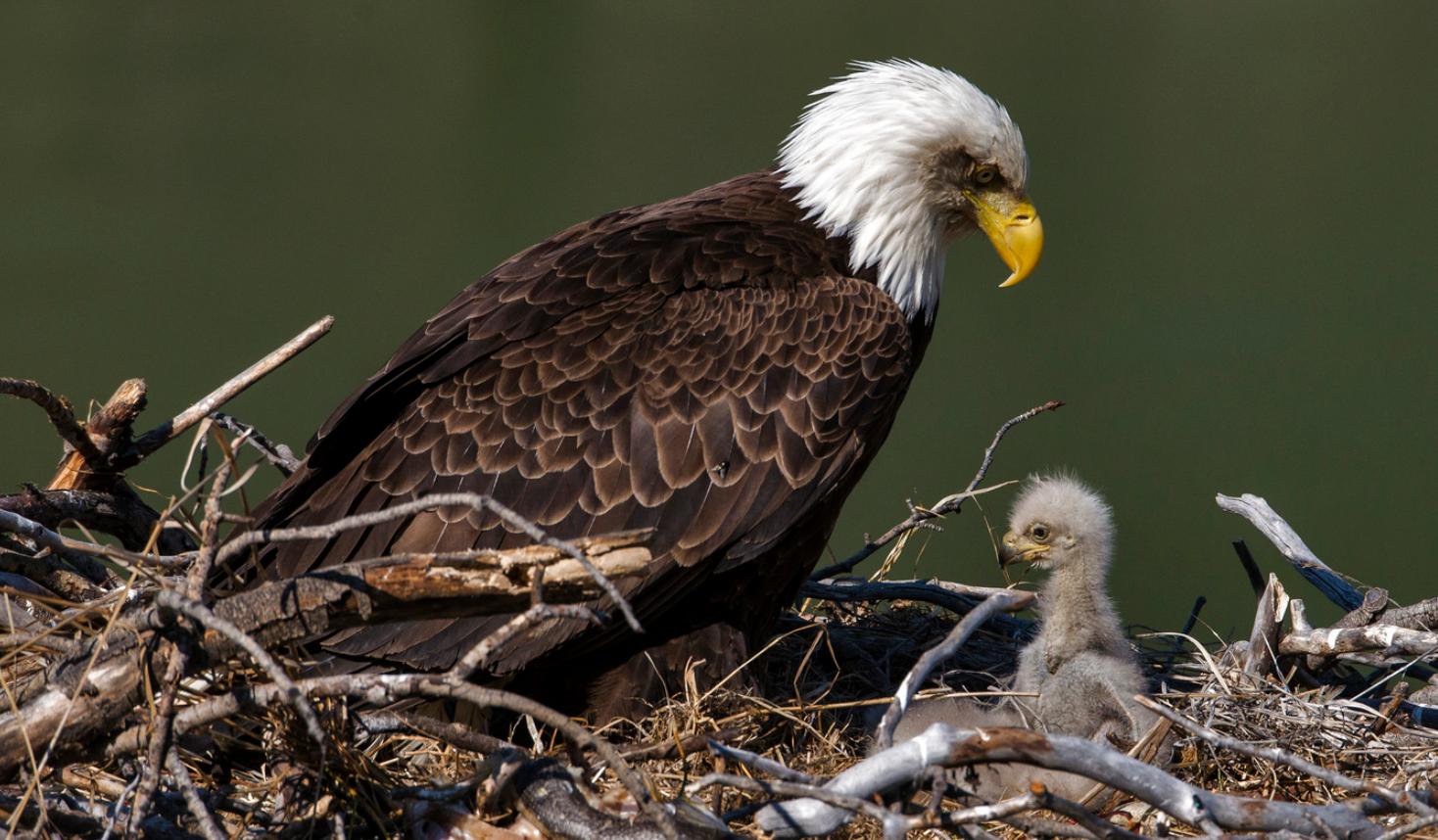 老鹰一般会袭击人么,老鹰会主动攻击人类吗