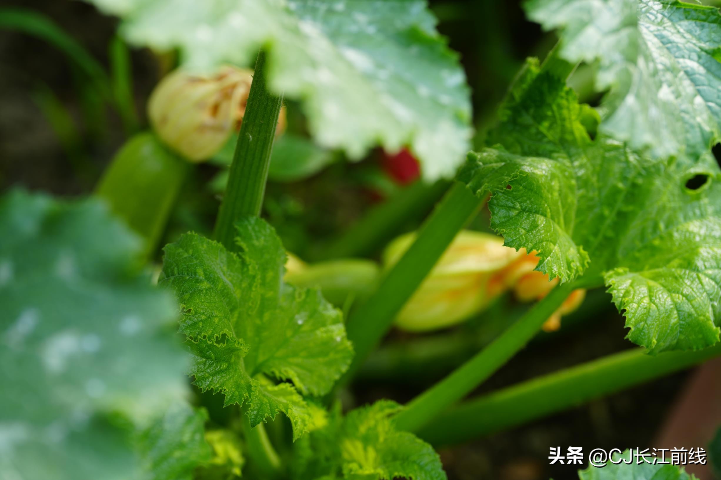 河南淮滨:乡政府旁的“樊家花园”(组图)