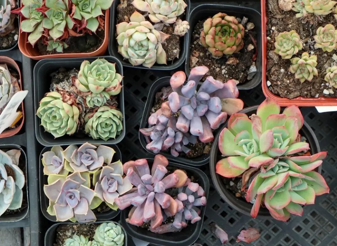 多肉紫珍珠叶片干瘪怎么回事,多肉叶片干瘪不饱满