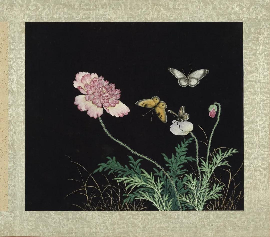 每种蝴蝶的寓意和象征,院里飞来一只黑花蝴蝶什么寓意