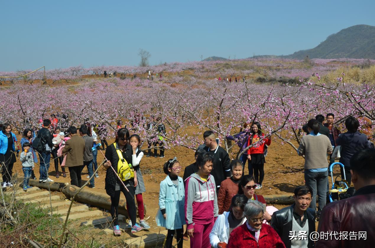 千亩桃花开映红致富路,桃花种植发家致富