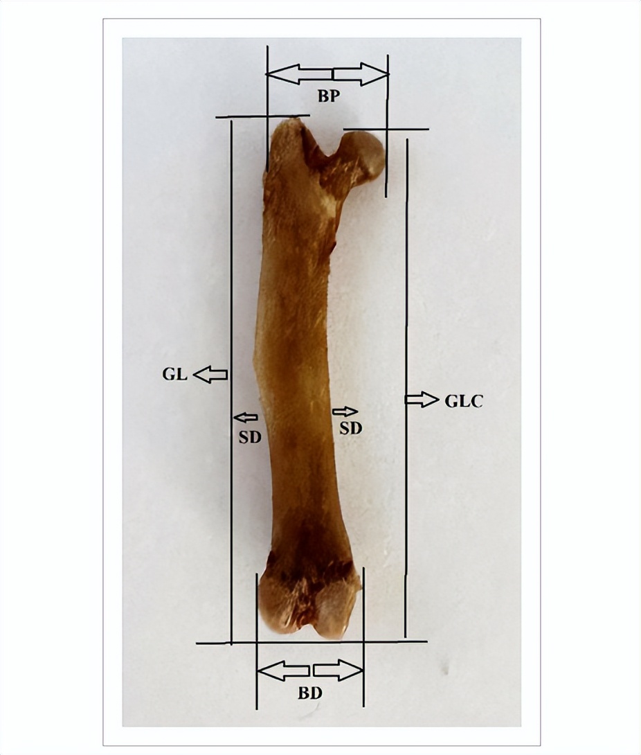 公母豚鼠体型对比,豚鼠雌雄区别