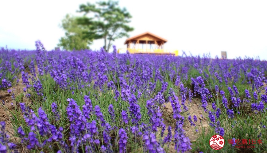 北海道的薰衣草花海在哪里,日本北海道薰衣草花海图片