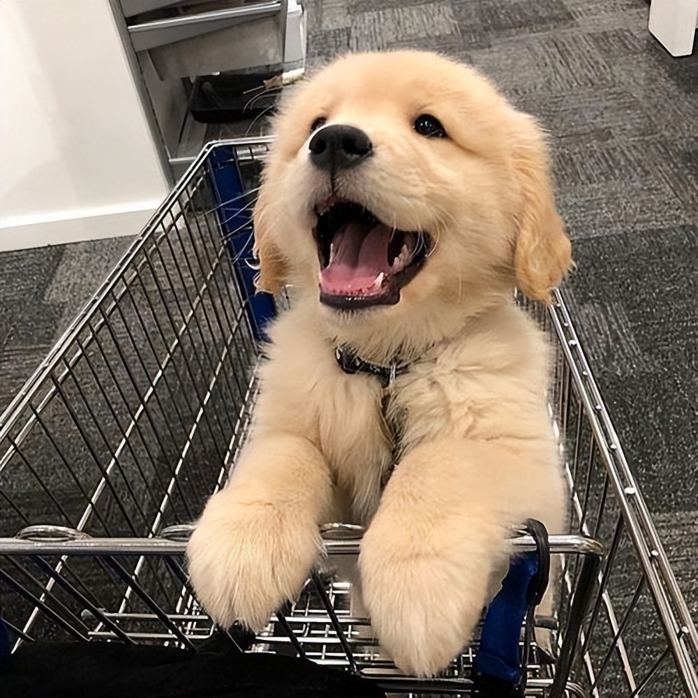 赛级金毛的优点,金毛优点缺点