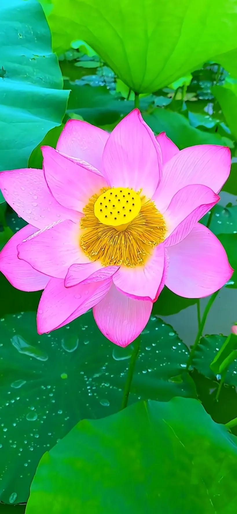 荷出淤泥而不染荷花仙子唯美溶图,夏日荷韵荷花图片