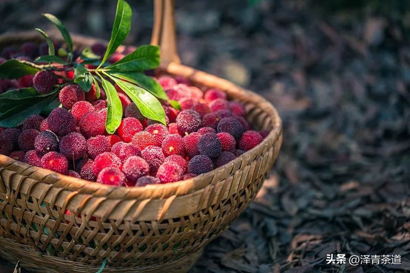 夏至蝉始鸣半夏生全文,夏至蝉始鸣半夏生什么意思